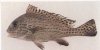 79 胡椒鲷Plectorhynchus pictus (Thunberg.jpg